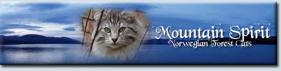 Mountain Spirit Norwgain Forest Cats