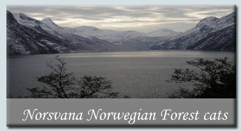 Norsvana Norwgian Forset Cats