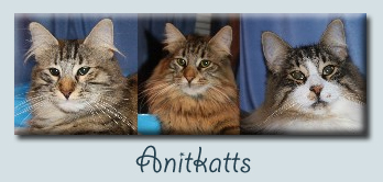 Anitkatts