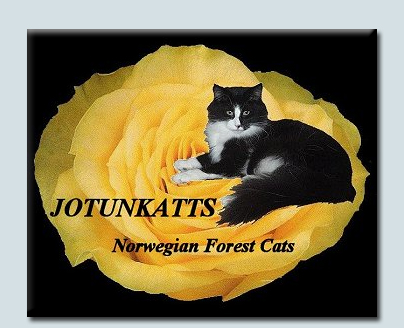 Jutunkatts