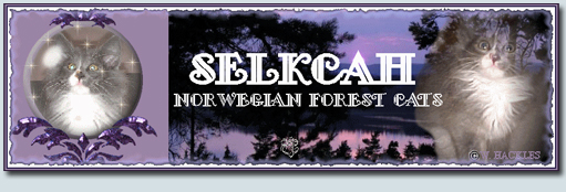 Selkcah Norwegian Forest Cats